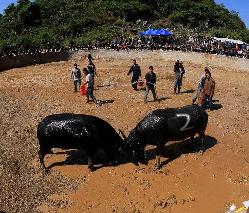 ����׳�Ҷ�ţ����ա�