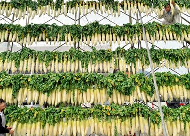 �ձ��`����ũ����1800���ܲ���ɡ��ܲ�������(ͼ)��