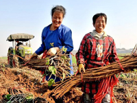 �ӱ��ٳǣ�ũҵ�����綩��ũ��Ʒ��ũ���ա�