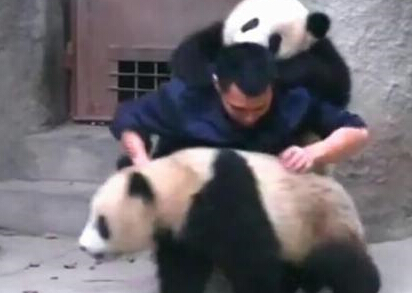 ��Ƥ��è�����ܳ�ҩ���й�������Ա��