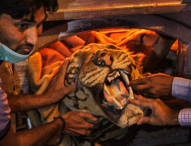 ӡ�ȹ�Ա����Ұ��������Ʒ ���ƷǷ�ó�ס�