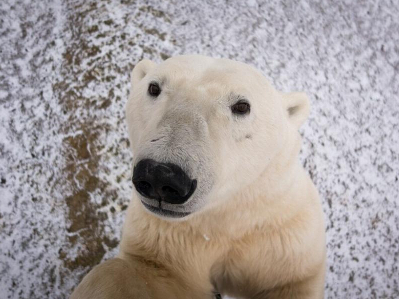 ���汱���ܡ�ɧ�š���Ӱʦ �����´��ȴ�ͷ�ա�