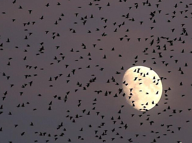 ������������Ⱥ��Ǩ�� ���ƺƴ�������ա�