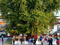 ɽ��۰�ǣ�3000�ꡰ����������������