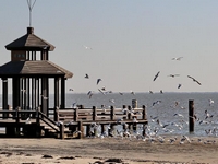 �������ᵺ��