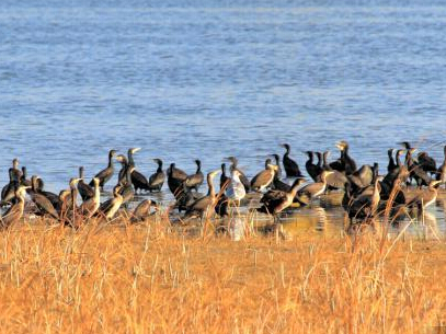 ��ֻ�������ߡ��������˿·��