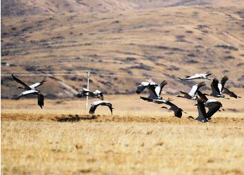 �Ĵ������ݺ�ԭ���ԭӭ���Ϸ��ھ�����Ⱥ��