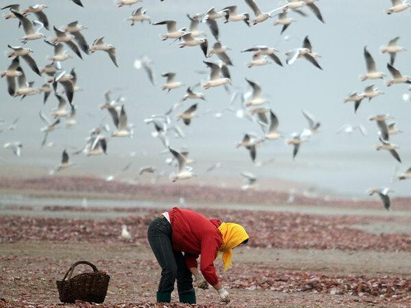 ɽ����̨��ֻ��Ÿ��ʳ�����ȱ�����׳�ۡ�