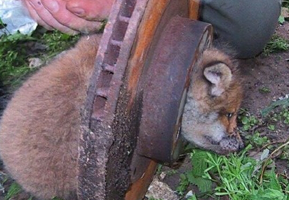 盘点动物们脑袋被卡的各种窘样”