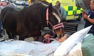 英国77岁患癌老人临终吻别爱驹”