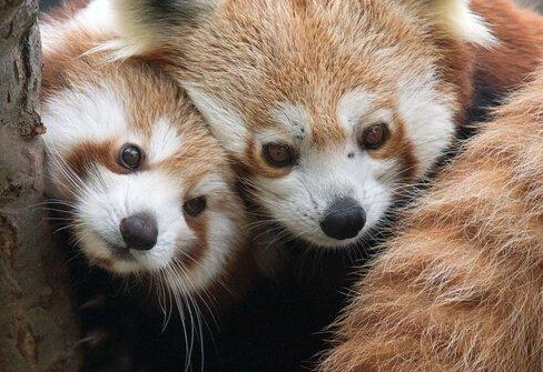 ˹�工��С��è�������ˡ�