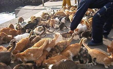 �ձ���è����������è�ο� ��������������ҡ�