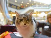 �����˵ġ��񻶽ڡ���������ٰ����èչ����ͼ����