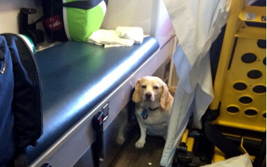 新“忠犬八公”:爱犬乘急救车陪主人医院救治”