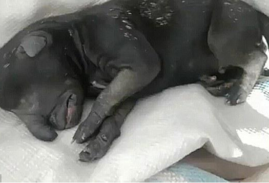 ����͢����С��������ǡ� ���ƹ��������о��顱