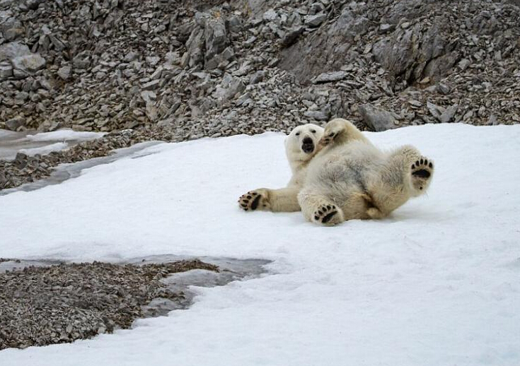 ��ͷ�µ�׳��������� ��ɽ���Ͷ����������ȡ�