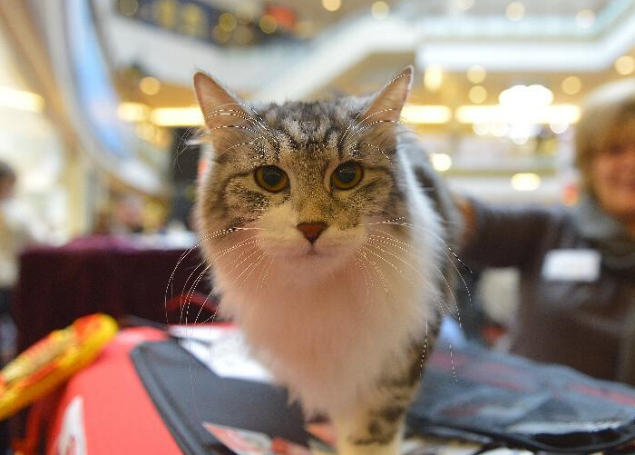 ������ٰ����èչ��