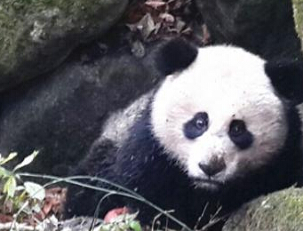 �Ĵ��ന�ƼҺӱ��������˴���è������������