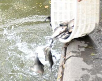 济南大明湖放生鱼遭“哄抢””