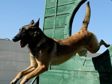 ����������Ȯ�����ı������÷�ɡ�