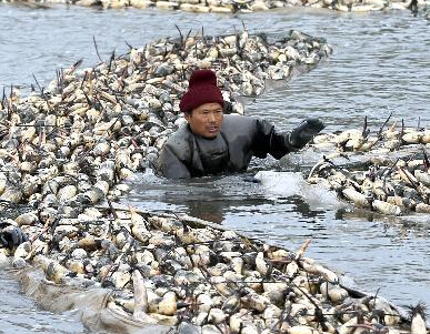 ������������̬ź��ϲ���ա�