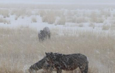 �½����ܰ������������ѩ��