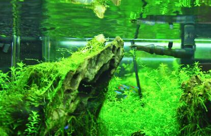 ���������������ɭ�֡���������