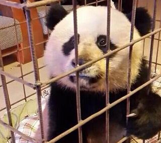 �Ĵ����˴���è���� ����Ϊ���ܻ���������Ѫ֢��