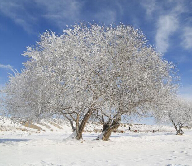 新疆昭苏地区连续降温后出现雾淞美景”