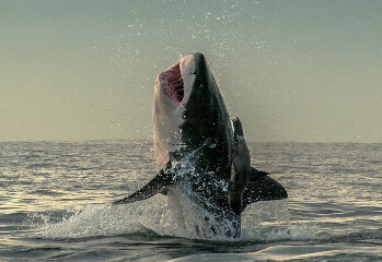 �������������������˲��ʵ�ġ�