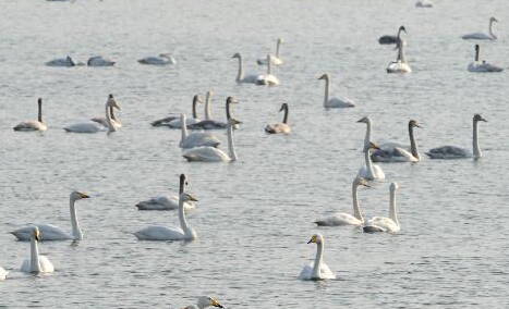 白天鹅“回家”过冬”