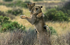 ������ʨ������§�� ���������ȡ�