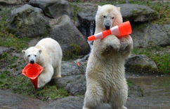 �¹�˫��̥�����������ɶ���ת��ͨ׶�ꡱ