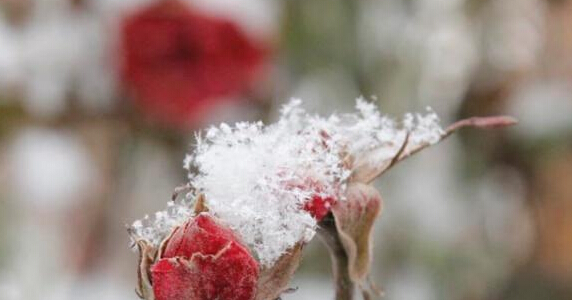 大雪时节 甘肃中部迎大雪”