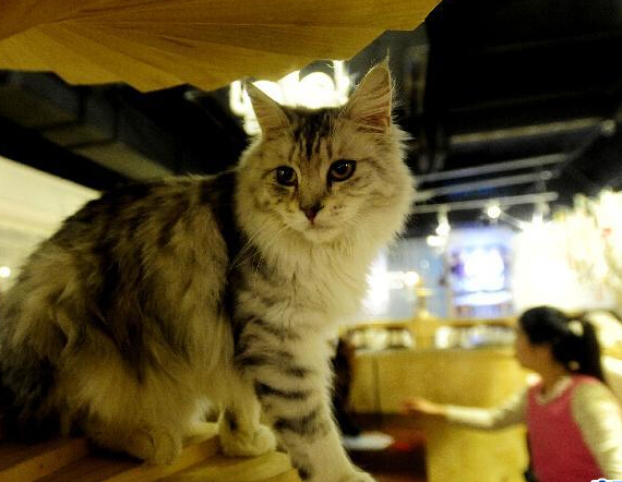 “猫咪咖啡店”现身沈阳”