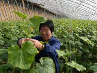 ��չ��ʩ�߲˲�ҵ��ũ���ա�