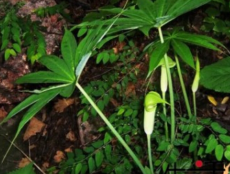 ���ó���ʳ����ж�ֲ���ͼ����