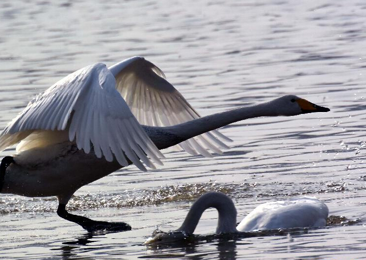 ����Ͽ�и�����������