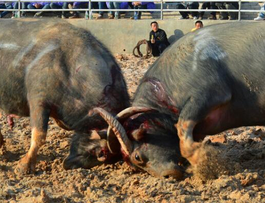 84ͷ��ţħ�������Ͼ������ݶ�ţ��ս��