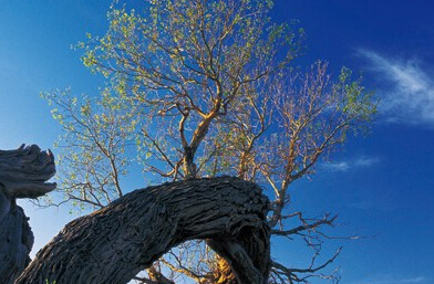 朝拜胡杨 去新疆木垒“瞻仰”胡杨”