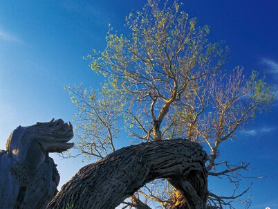 ���ݺ��� ȥ�½�ľ�ݡ�հ�������