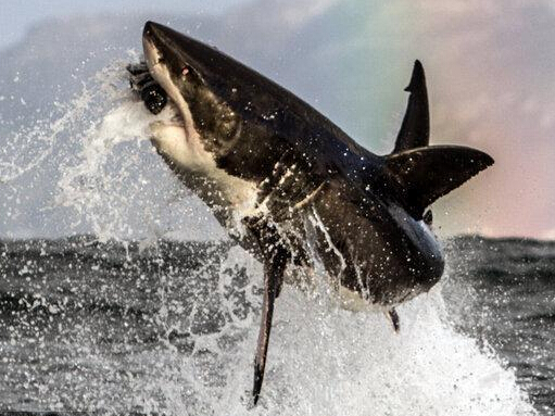 ��Ӱʦץ�Ĵ����Ծ��ˮ�沶ʳ��˲�䡱