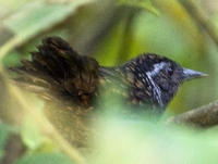 西藏生物影像调查机构在墨脱发现一中国鸟类新纪录”