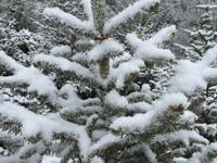 ���϶�������轵 ѩ��ˢ������Ȧ��