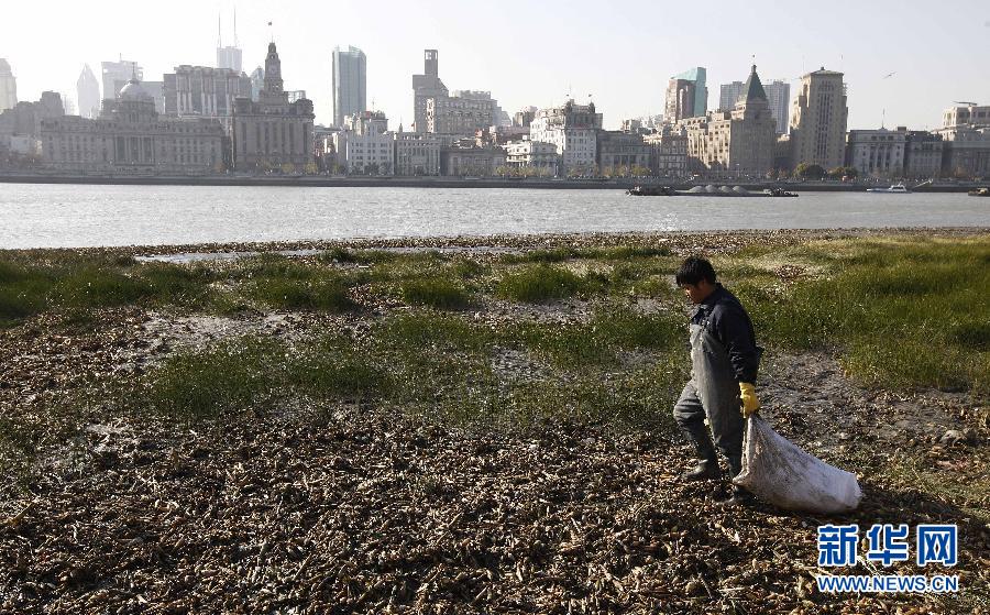 上海黄浦江滩大量水葫芦“搁浅””