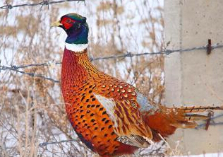 ʵ���й��߾�Ұ��������ɢ����ʳ��