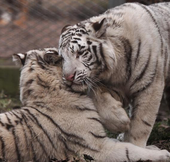 重庆动物园首次引进白虎与游客正式见面”