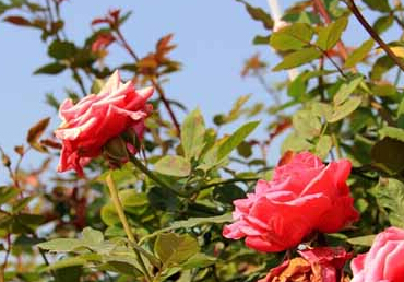 花海盛宴迎游客 广西南宁玫瑰庄园元旦开园”