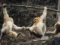 陕西佛坪:野生金丝猴景区安家五年数量翻倍”