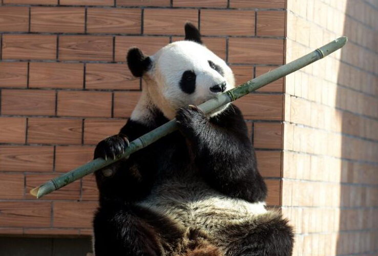 熊猫苏州 “吹笛子”“拉提琴”萌翻全场”